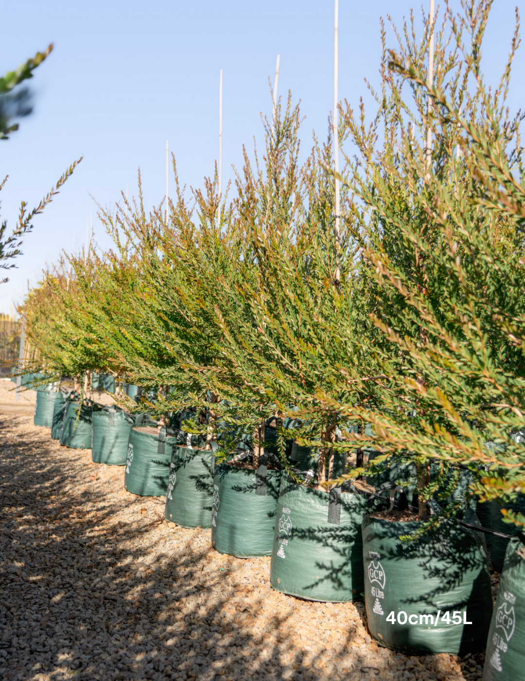 Melaleuca Nesophilla - Evergreen Trees Direct