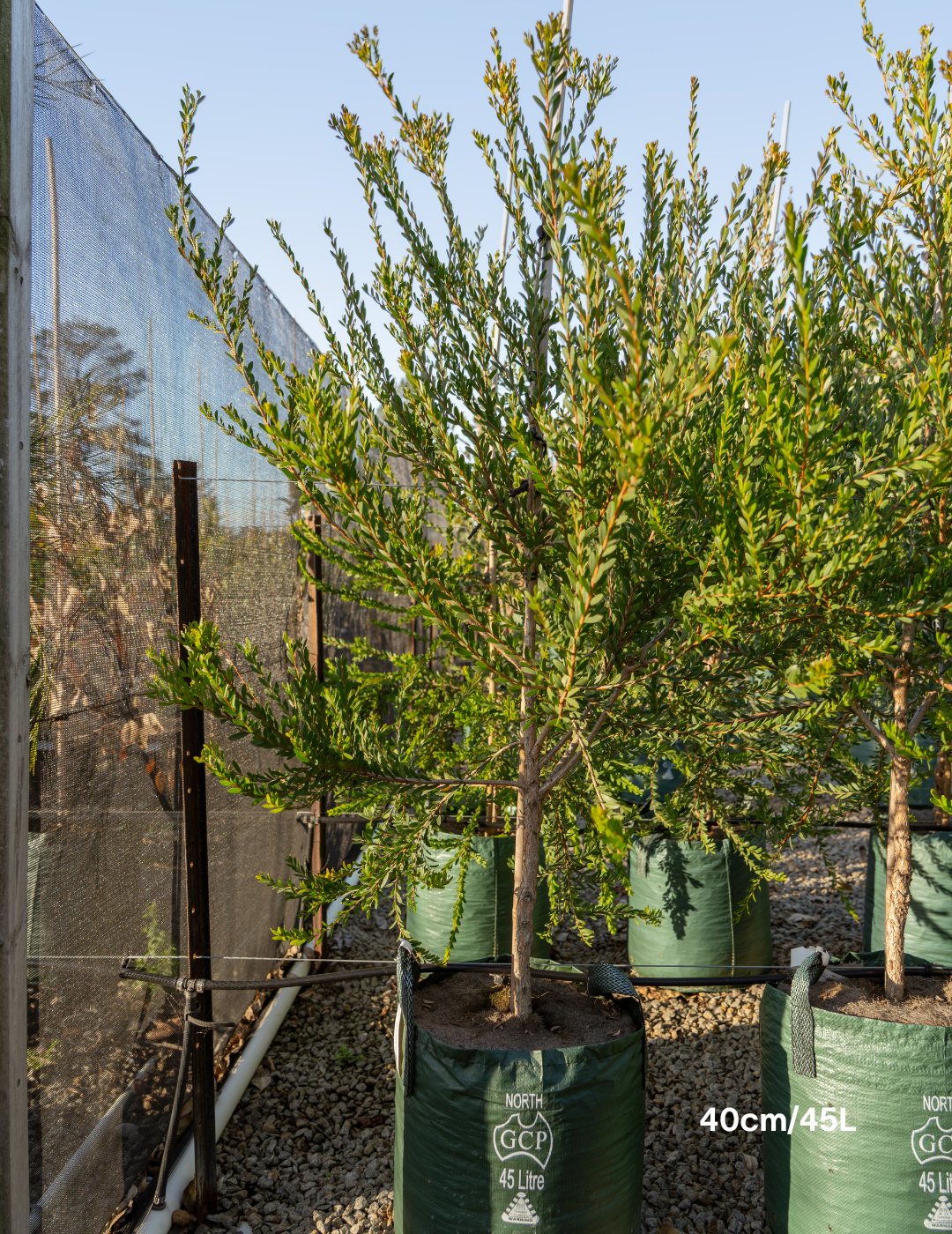 Melaleuca Nesophilla - Evergreen Trees Direct