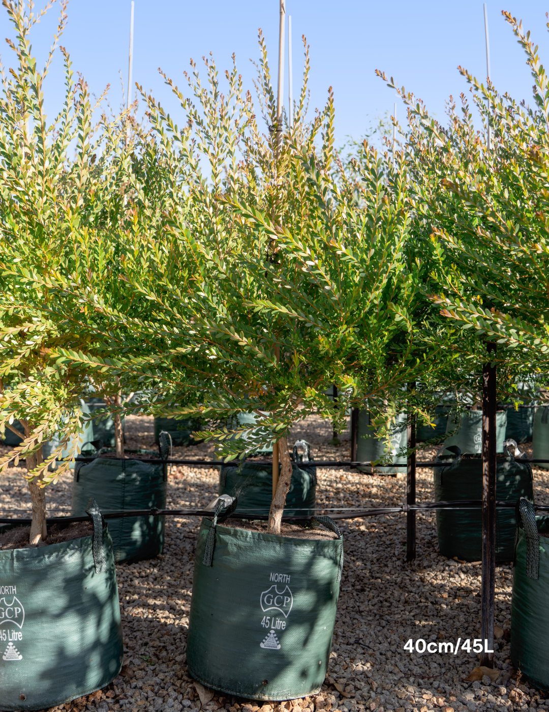 Melaleuca Nesophilla - Evergreen Trees Direct