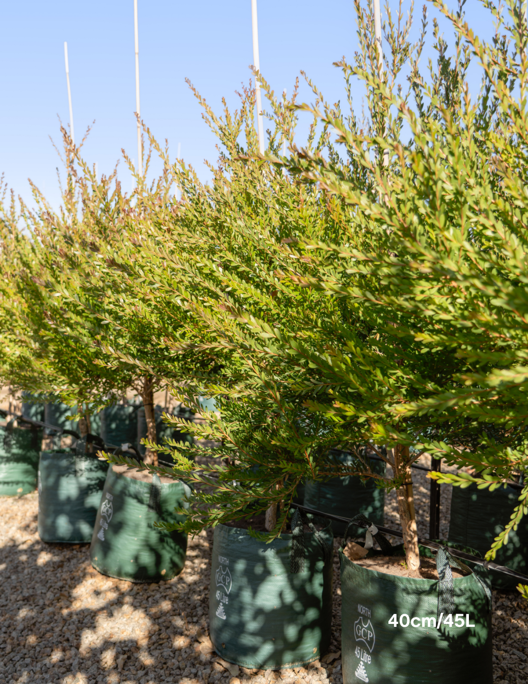 Melaleuca Nesophilla - Evergreen Trees Direct
