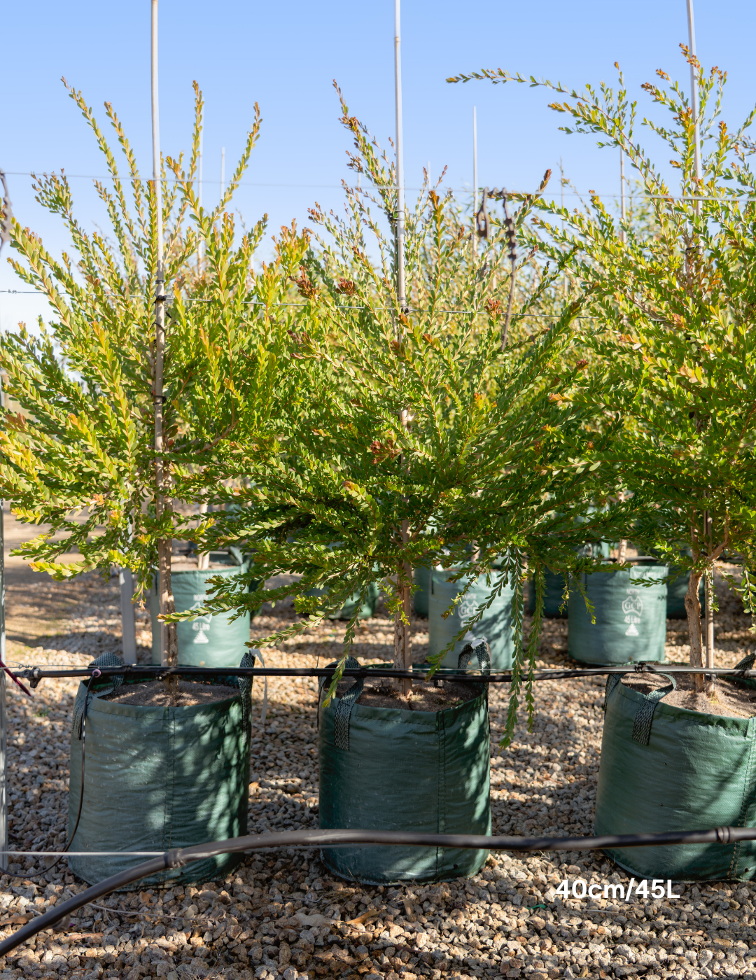 Melaleuca Nesophilla - Evergreen Trees Direct