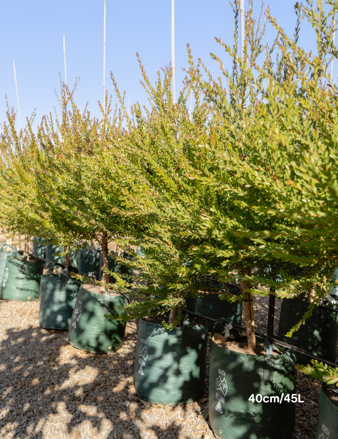 Melaleuca Nesophilla