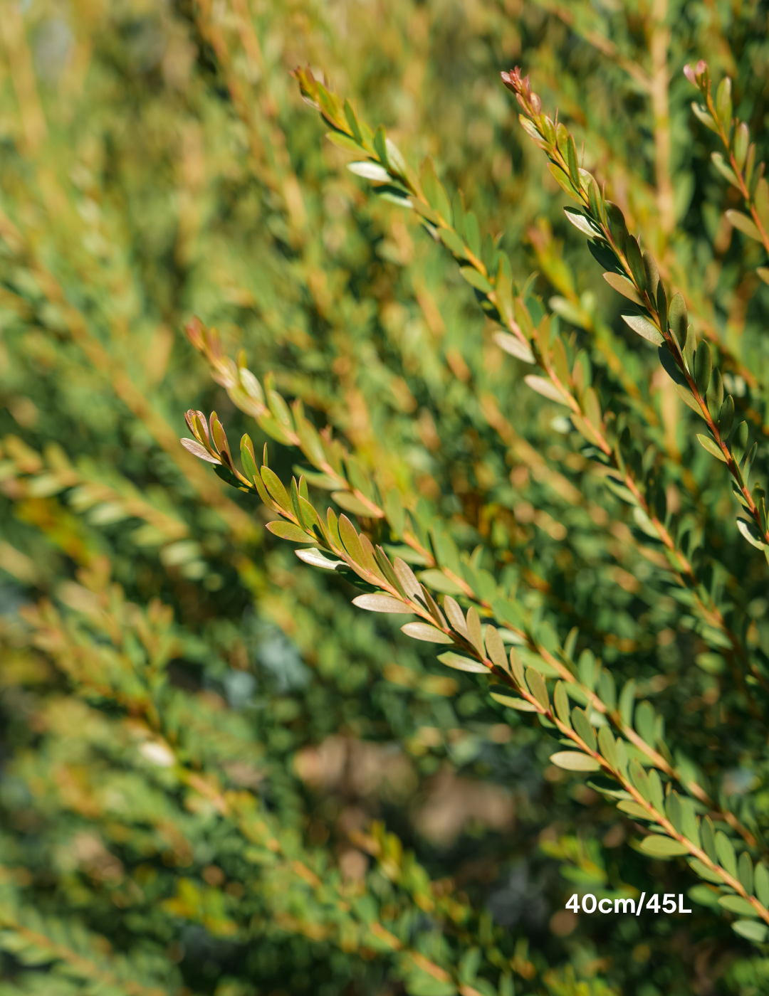 Melaleuca Nesophilla - Evergreen Trees Direct
