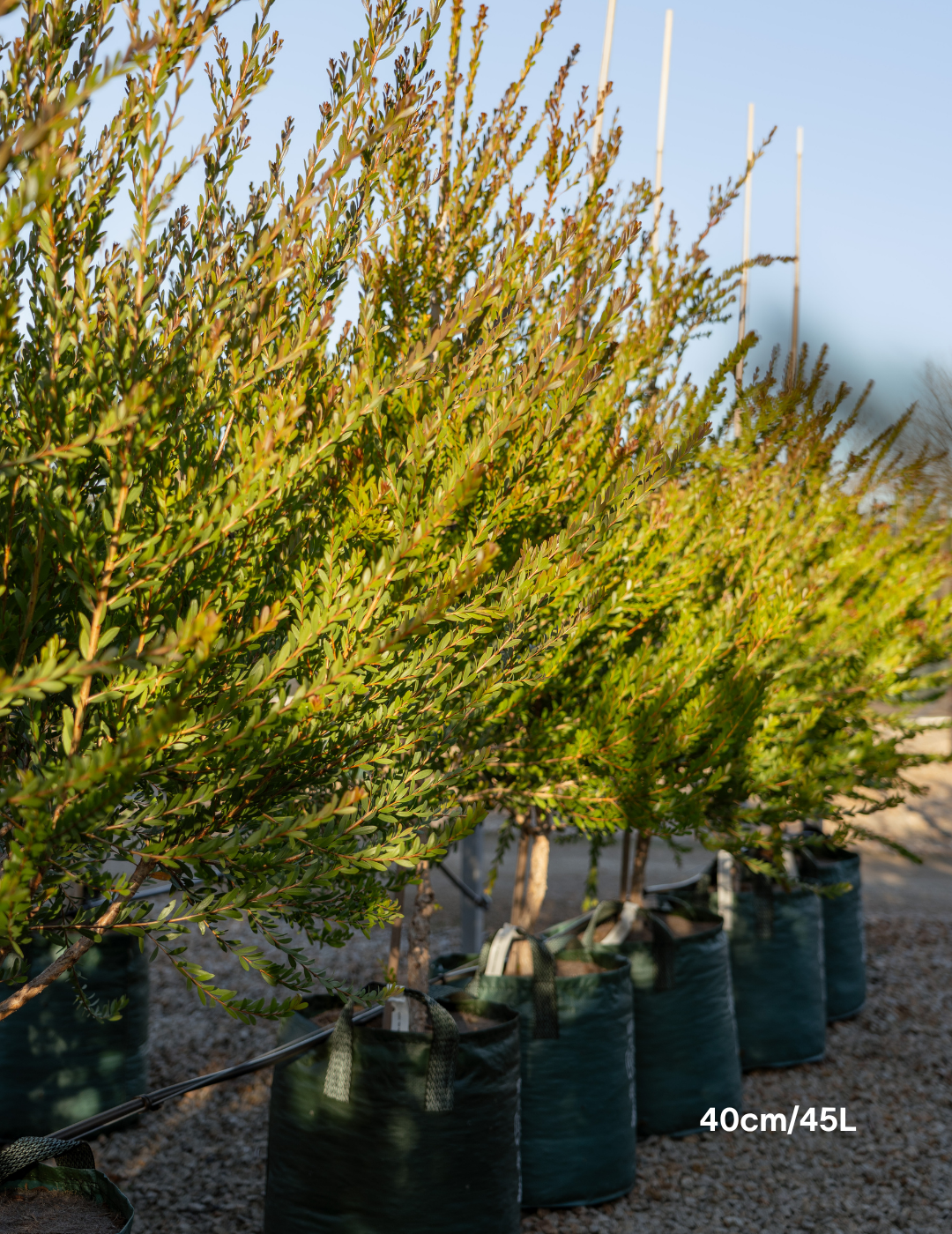 Melaleuca Nesophilla - Evergreen Trees Direct