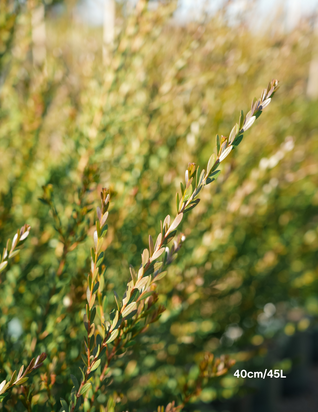Melaleuca Nesophilla - Evergreen Trees Direct