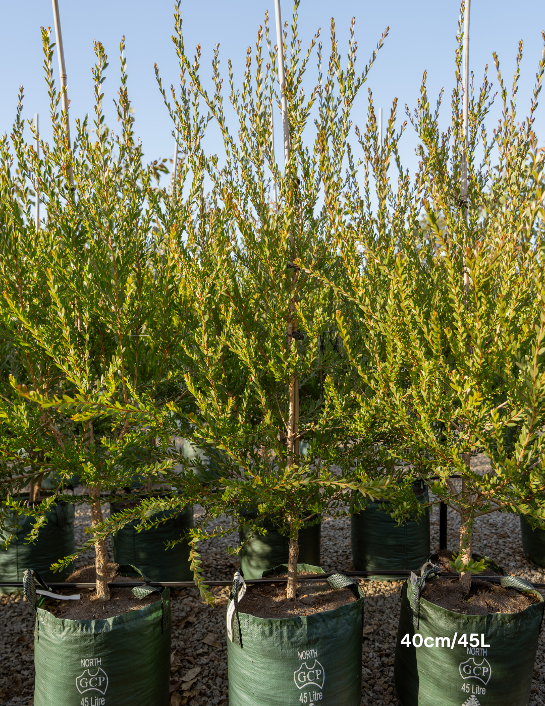 Melaleuca Nesophilla - Evergreen Trees Direct