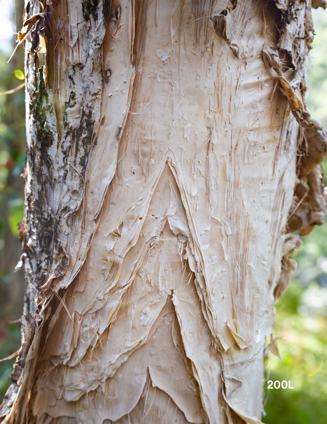 Melaleuca quinquenervia (paper bark tree) - Evergreen Trees Direct