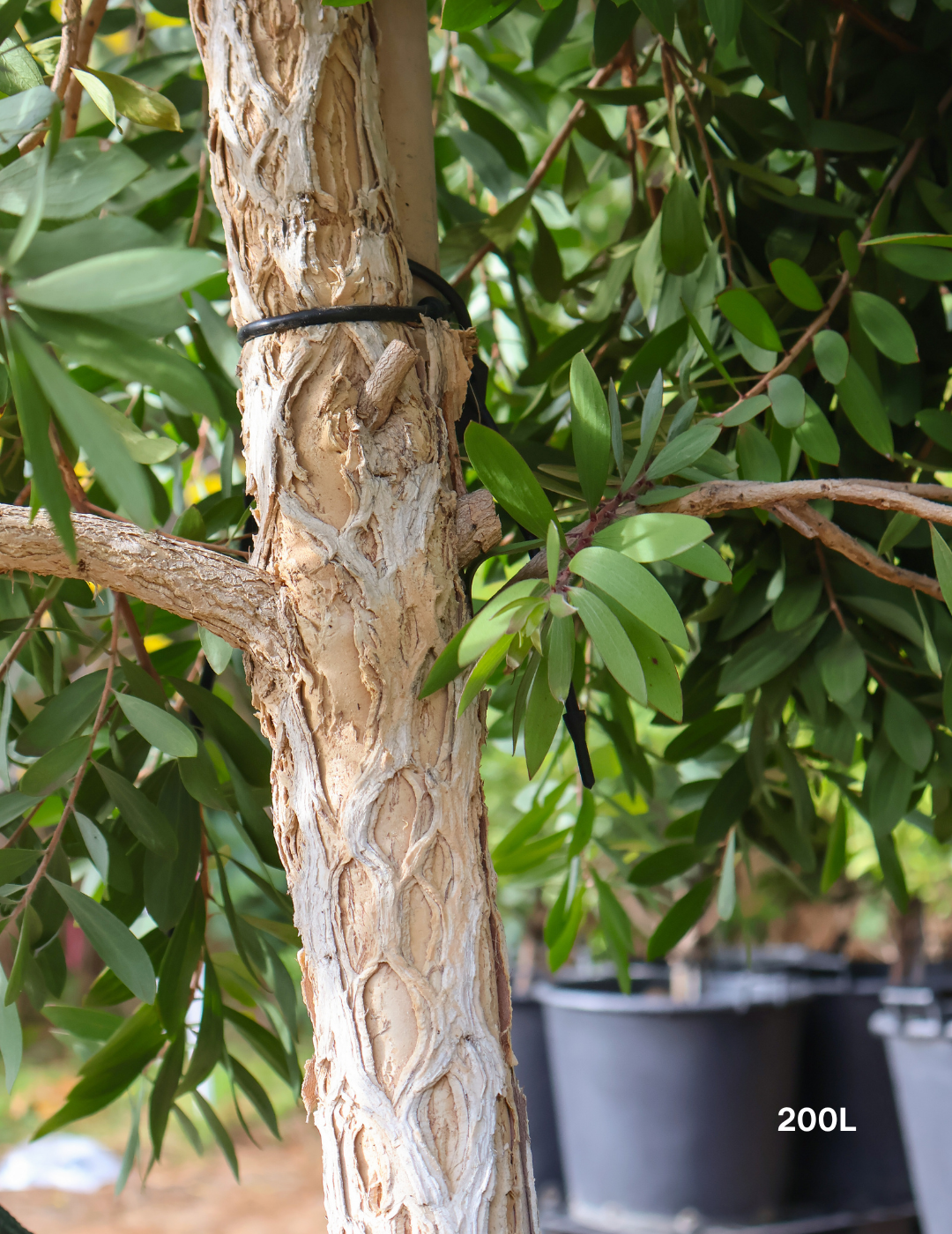 Melaleuca quinquenervia (paper bark tree) - Evergreen Trees Direct