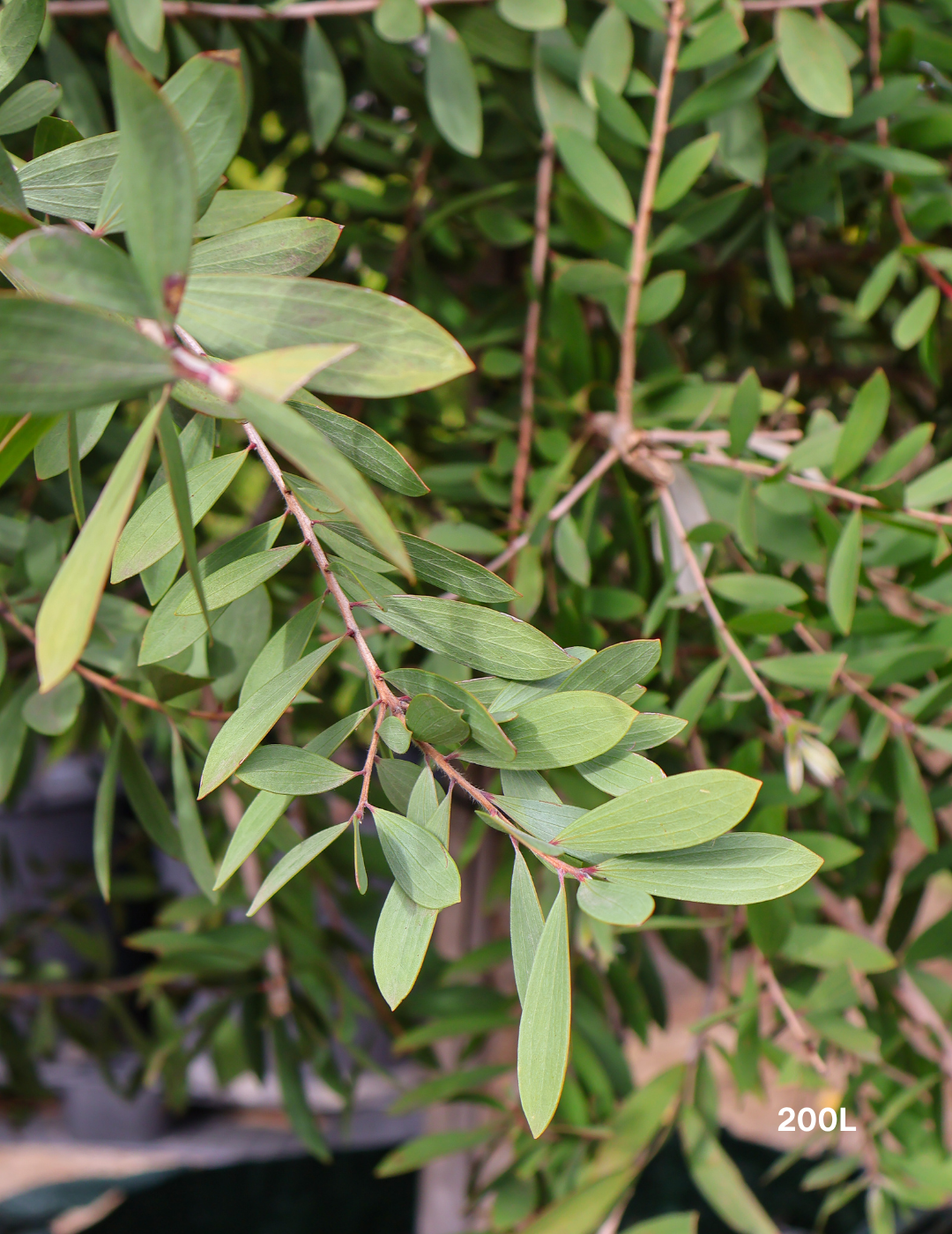 Melaleuca quinquenervia (paper bark tree) - Evergreen Trees Direct