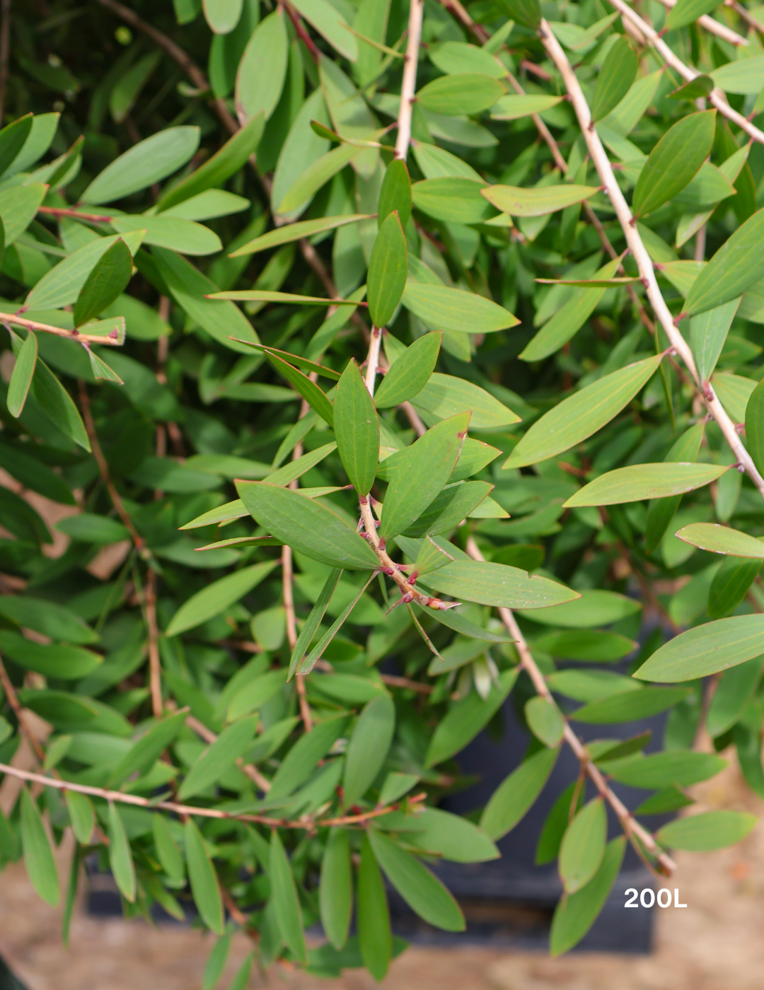 Melaleuca quinquenervia (paper bark tree) - Evergreen Trees Direct