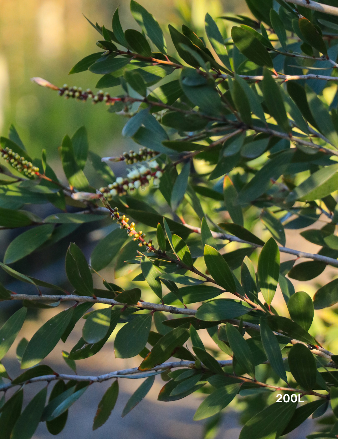 Melaleuca quinquenervia (paper bark tree) - Evergreen Trees Direct