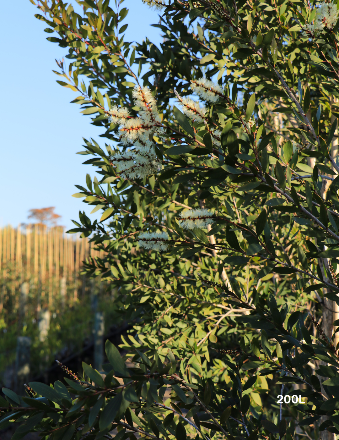 Melaleuca quinquenervia (paper bark tree) - Evergreen Trees Direct