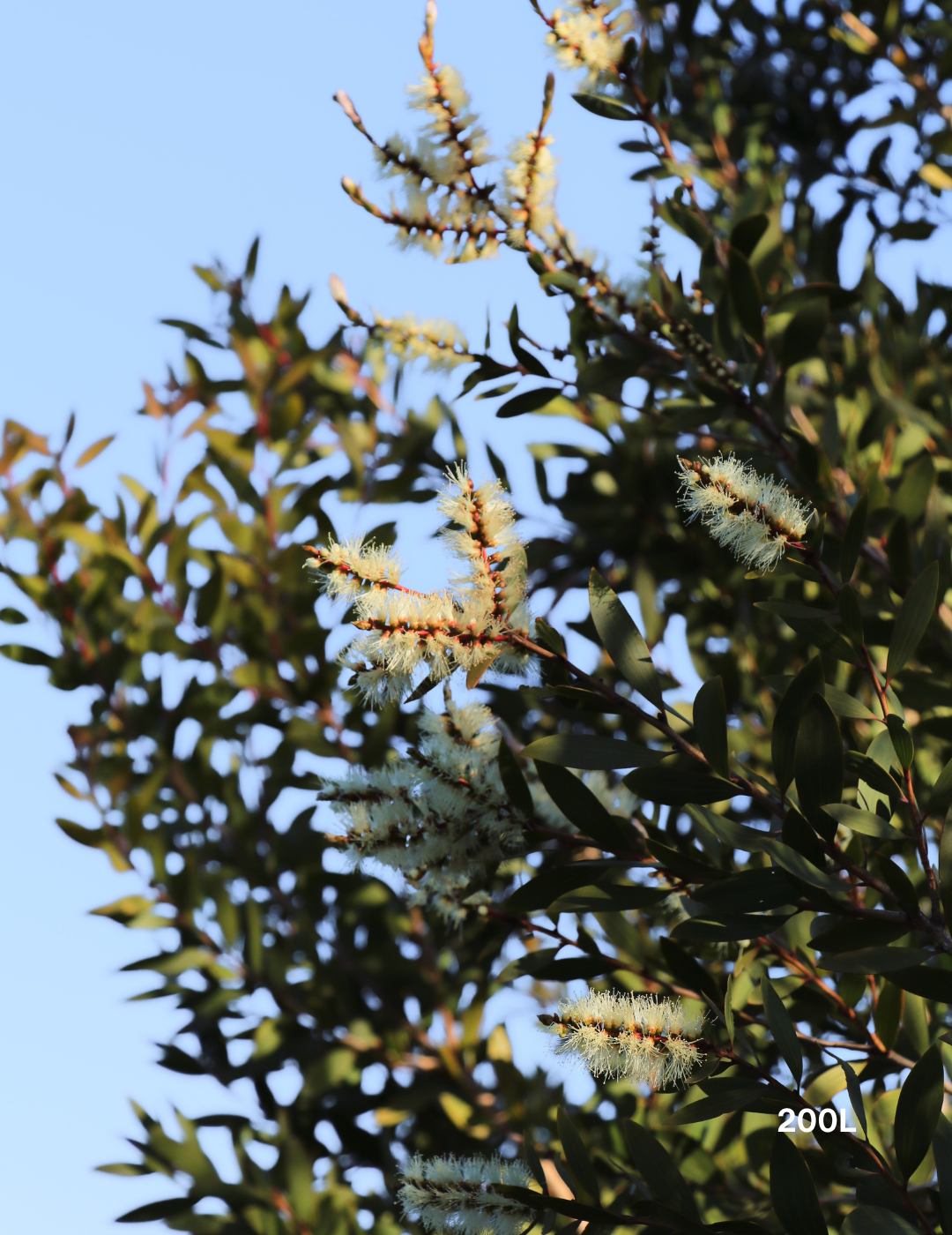 Melaleuca quinquenervia (paper bark tree) - Evergreen Trees Direct