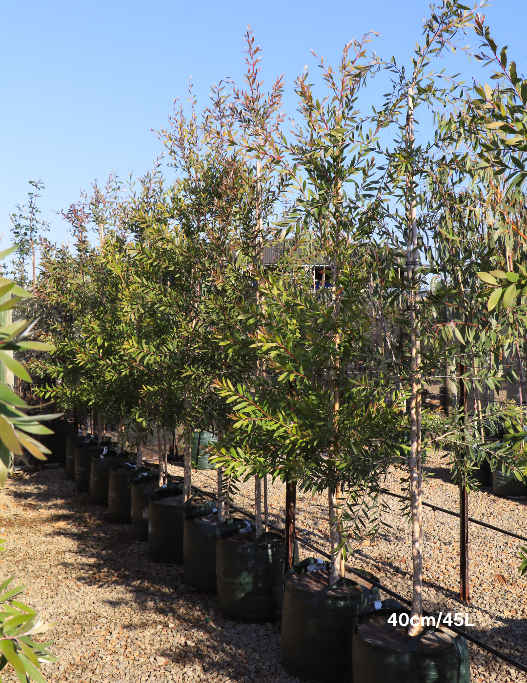 Melaleuca quinquenervia (paper bark tree) - Evergreen Trees Direct