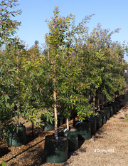 Melaleuca quinquenervia (paper bark tree) - Evergreen Trees Direct