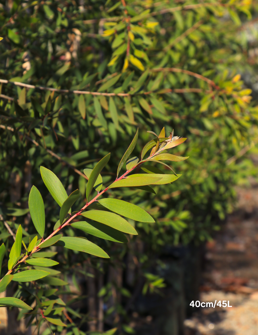 Melaleuca quinquenervia (paper bark tree) - Evergreen Trees Direct