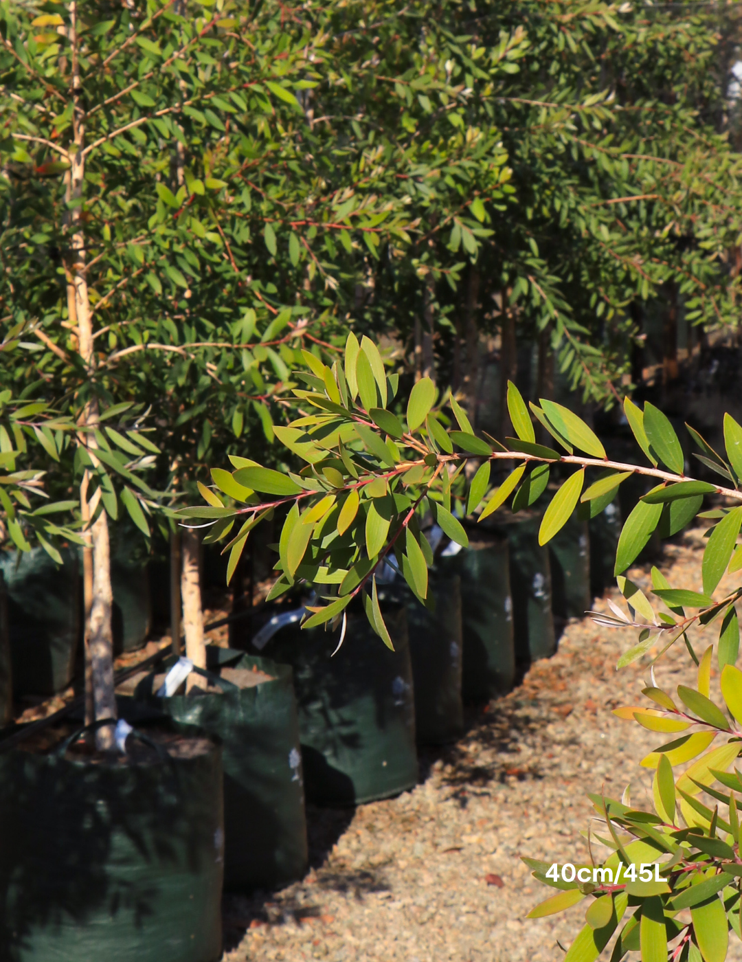 Melaleuca quinquenervia (paper bark tree) - Evergreen Trees Direct