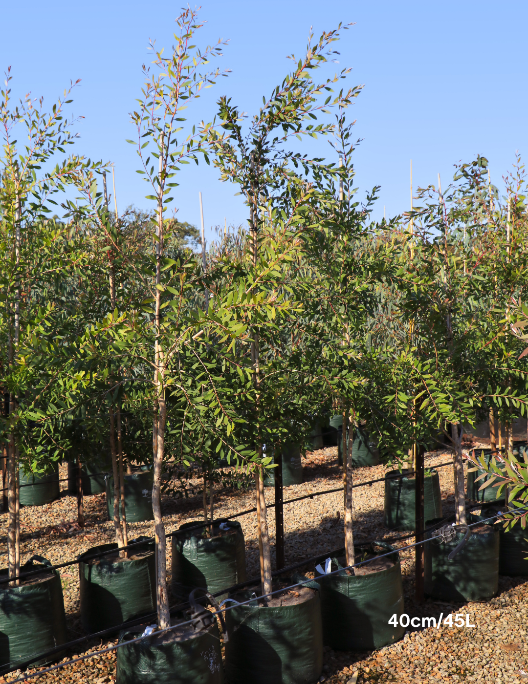 Melaleuca quinquenervia (paper bark tree) - Evergreen Trees Direct