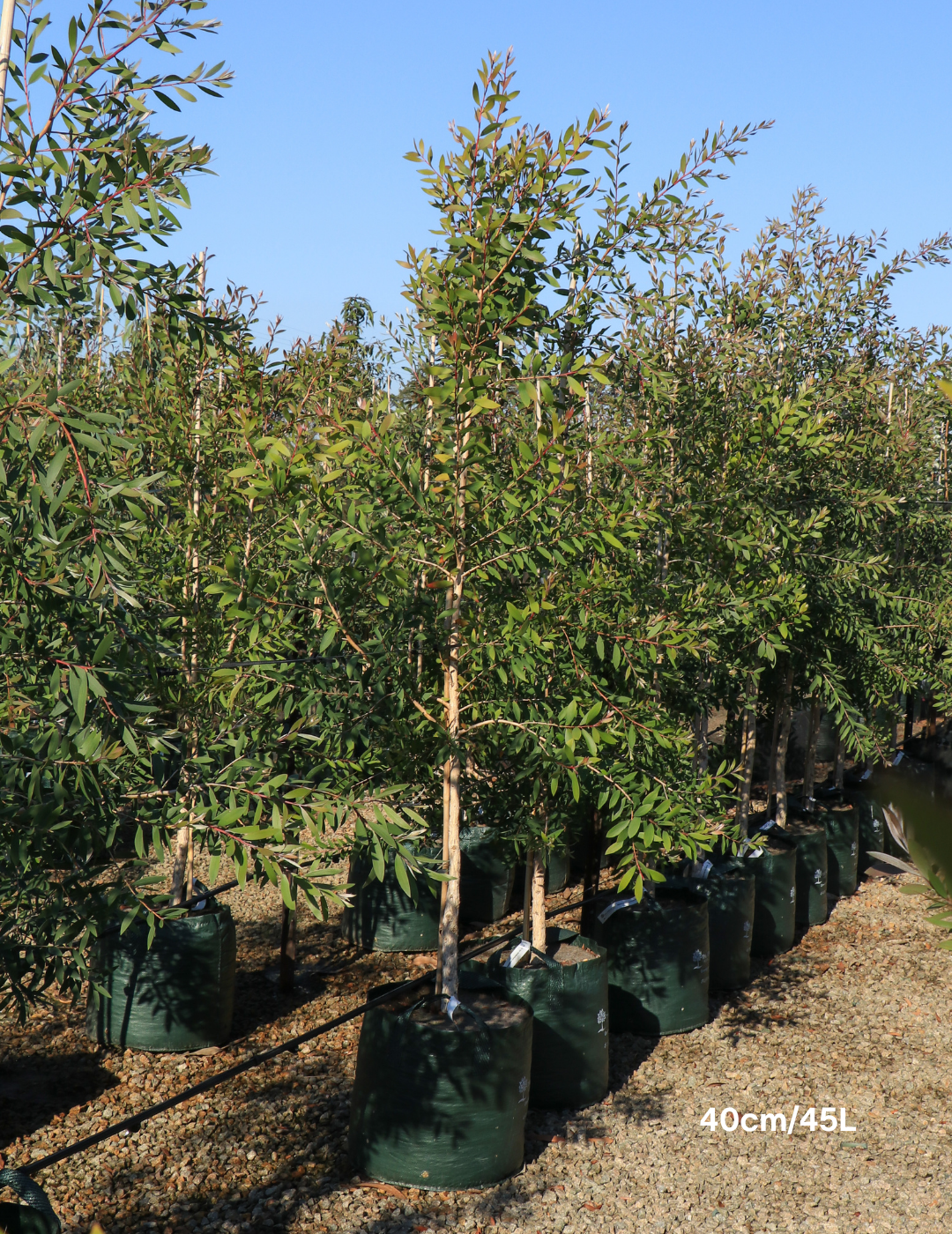 Melaleuca quinquenervia (paper bark tree) - Evergreen Trees Direct