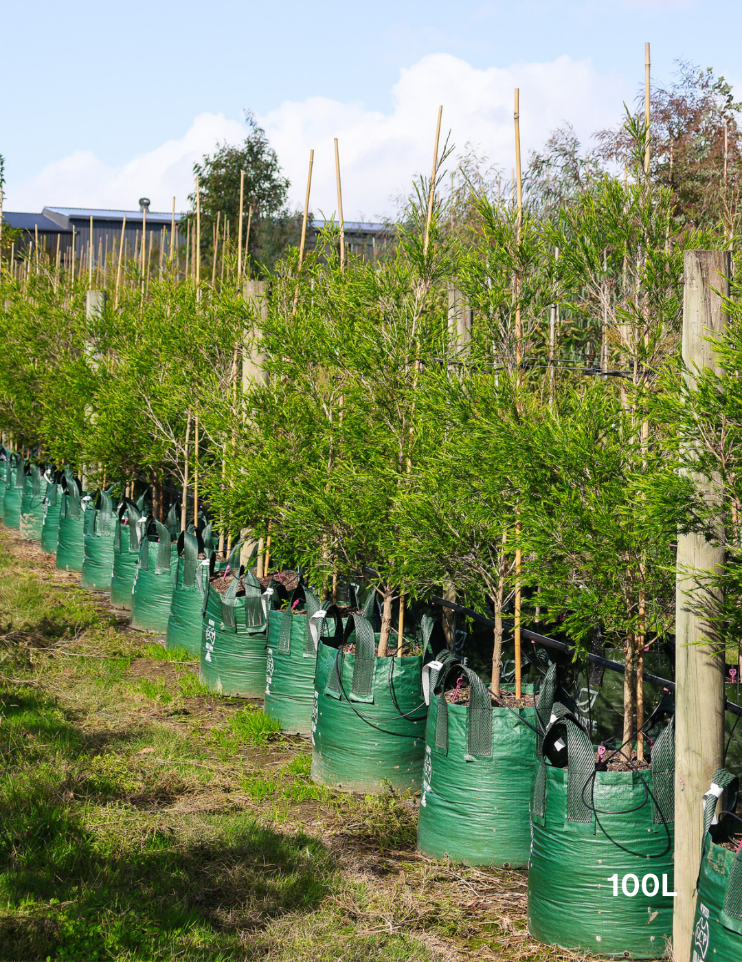 Melaleuca bracteata 'Revolution Green' - Evergreen Trees Direct