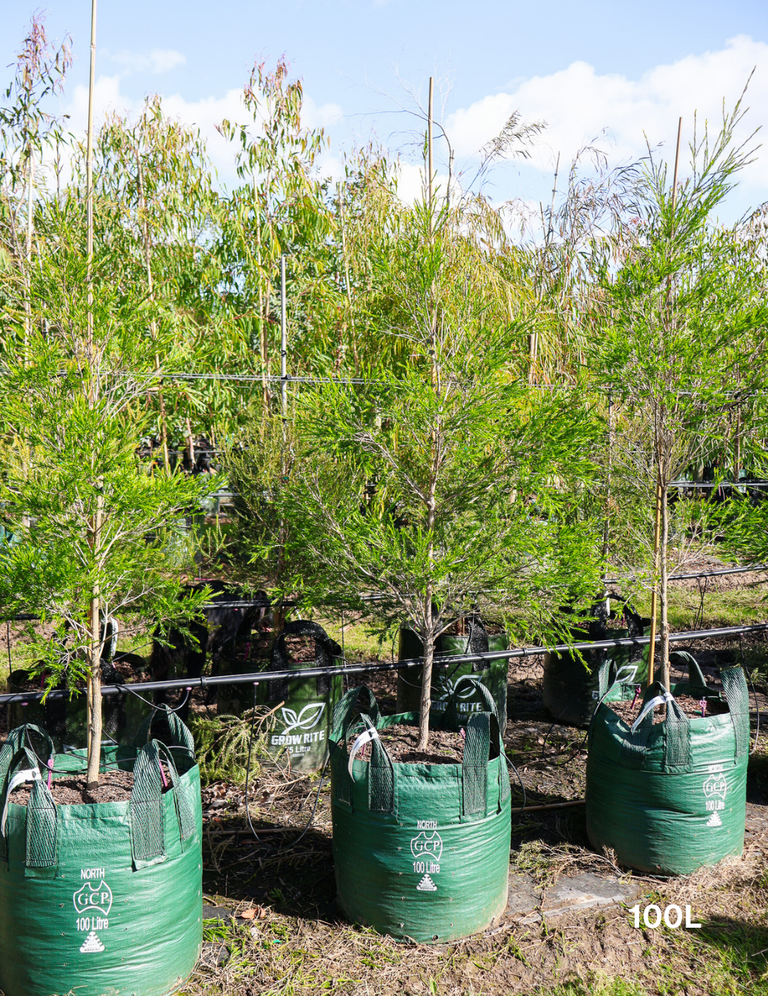 Melaleuca bracteata 'Revolution Green' - Evergreen Trees Direct