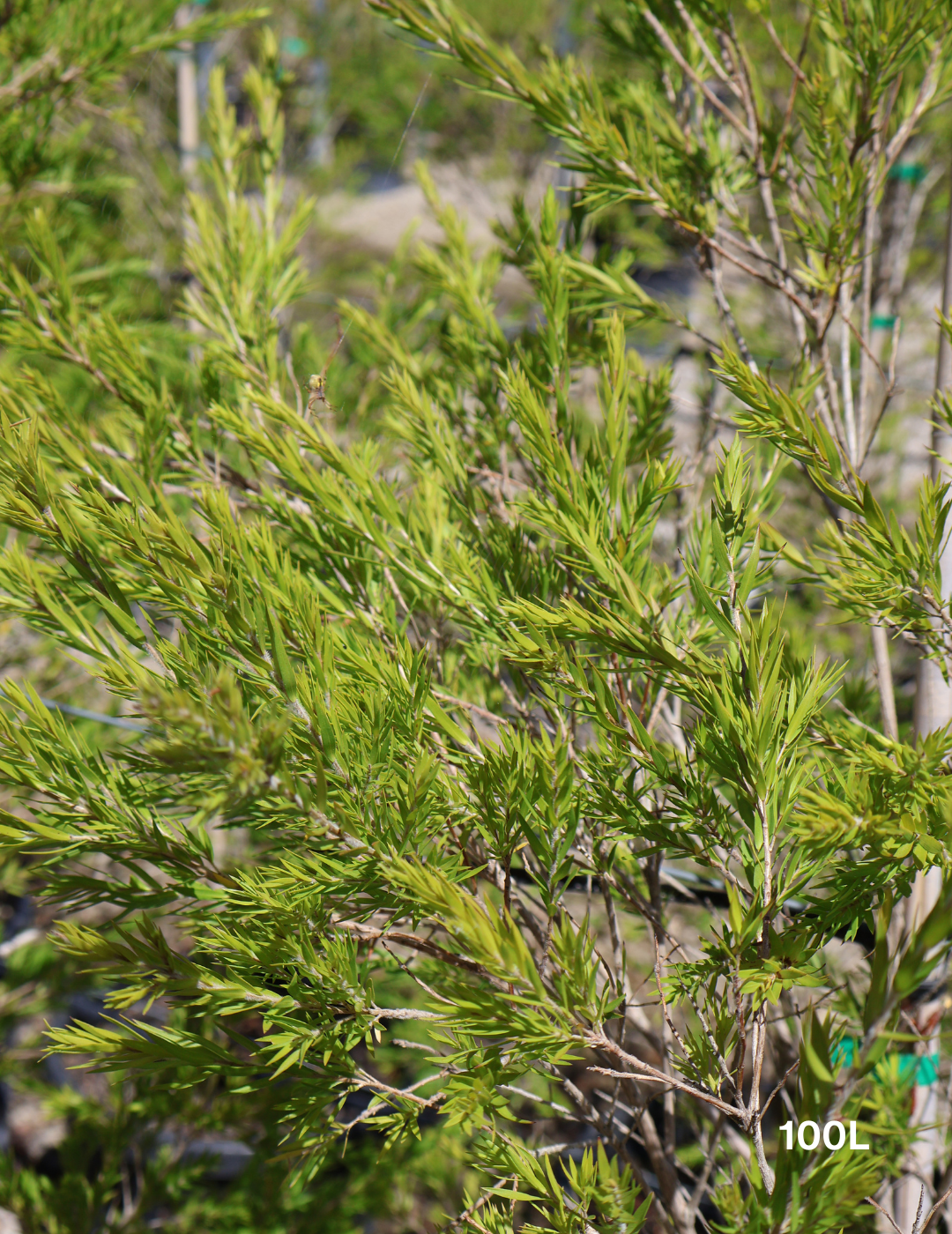 Melaleuca bracteata 'Revolution Green' - Evergreen Trees Direct