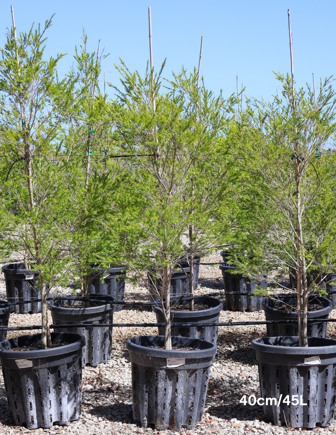 Melaleuca bracteata 'Revolution Green' - Evergreen Trees Direct