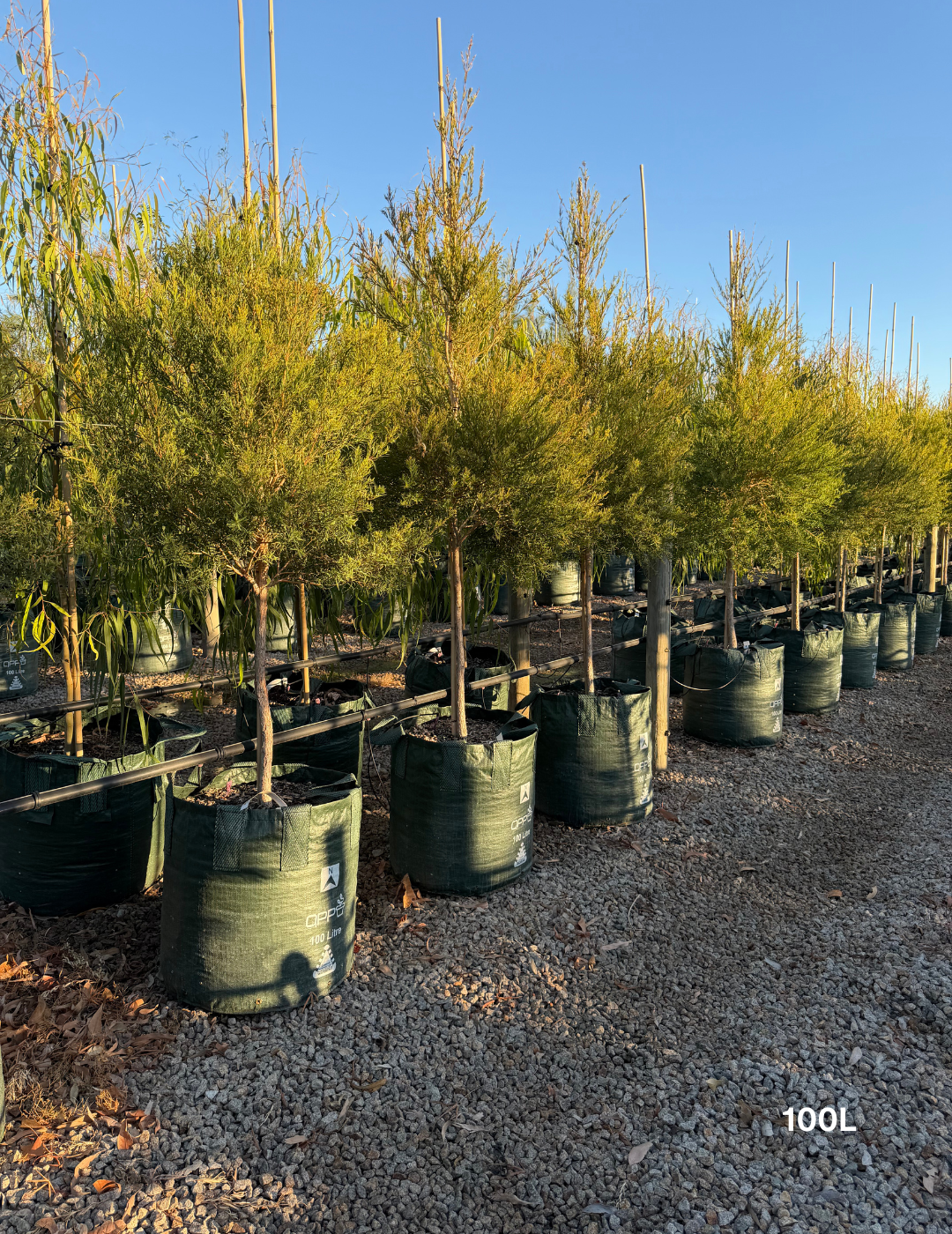 Melaleuca linariifolia (Snow in Summer) - Evergreen Trees Direct