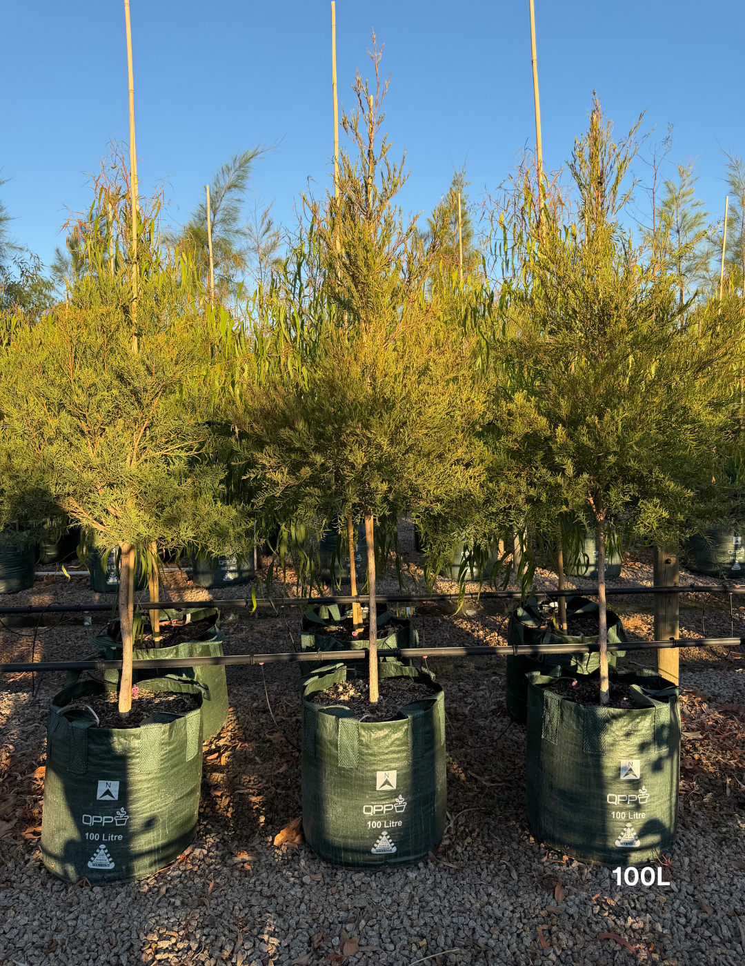 Melaleuca linariifolia (Snow in Summer) - Evergreen Trees Direct