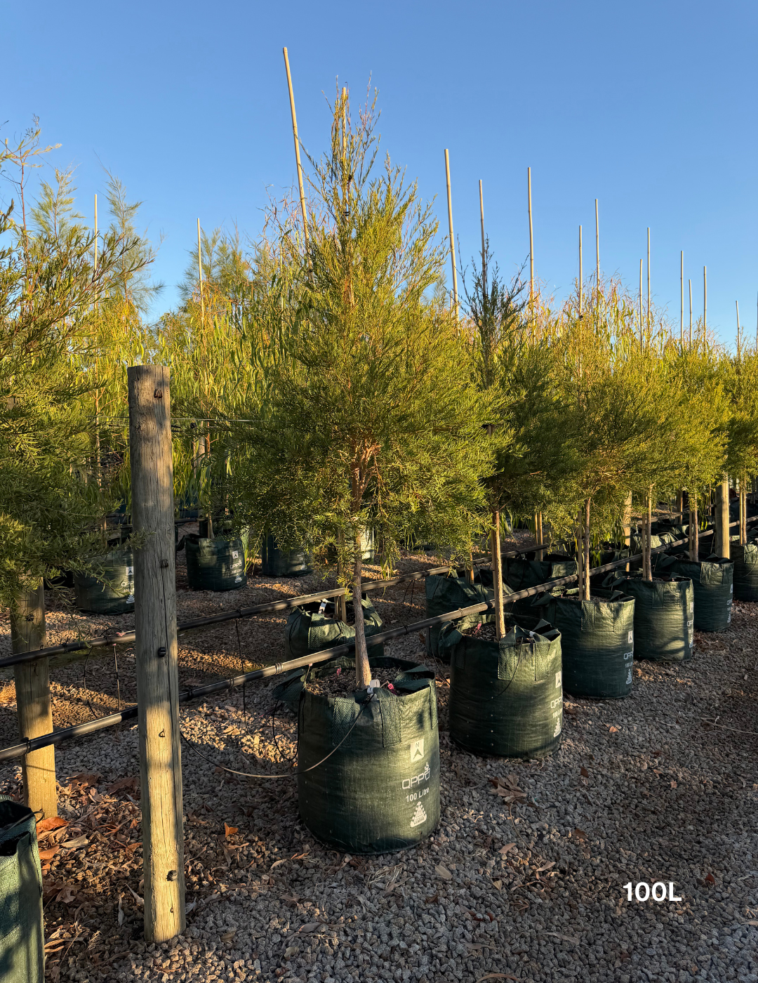 Melaleuca linariifolia (Snow in Summer) - Evergreen Trees Direct