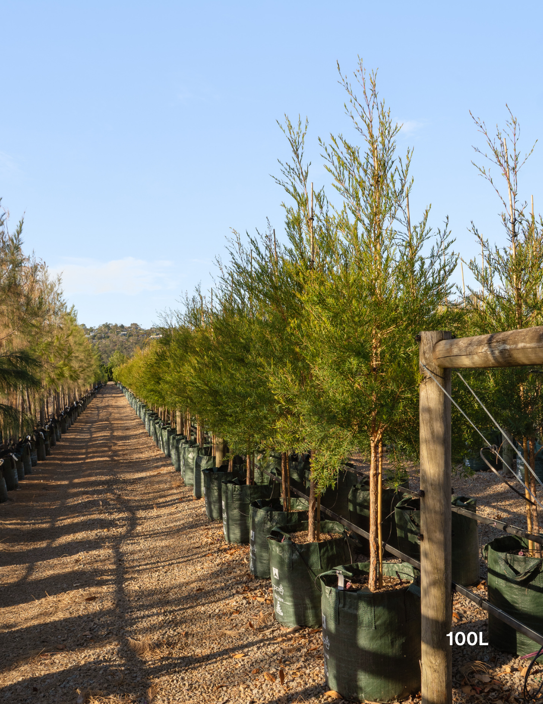 Melaleuca linariifolia (Snow in Summer) - Evergreen Trees Direct