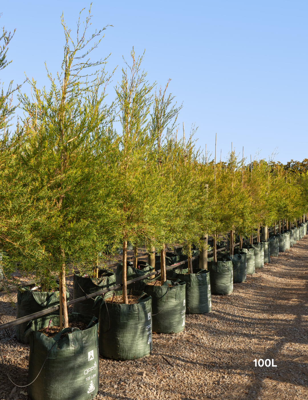 Melaleuca linariifolia (Snow in Summer) - Evergreen Trees Direct
