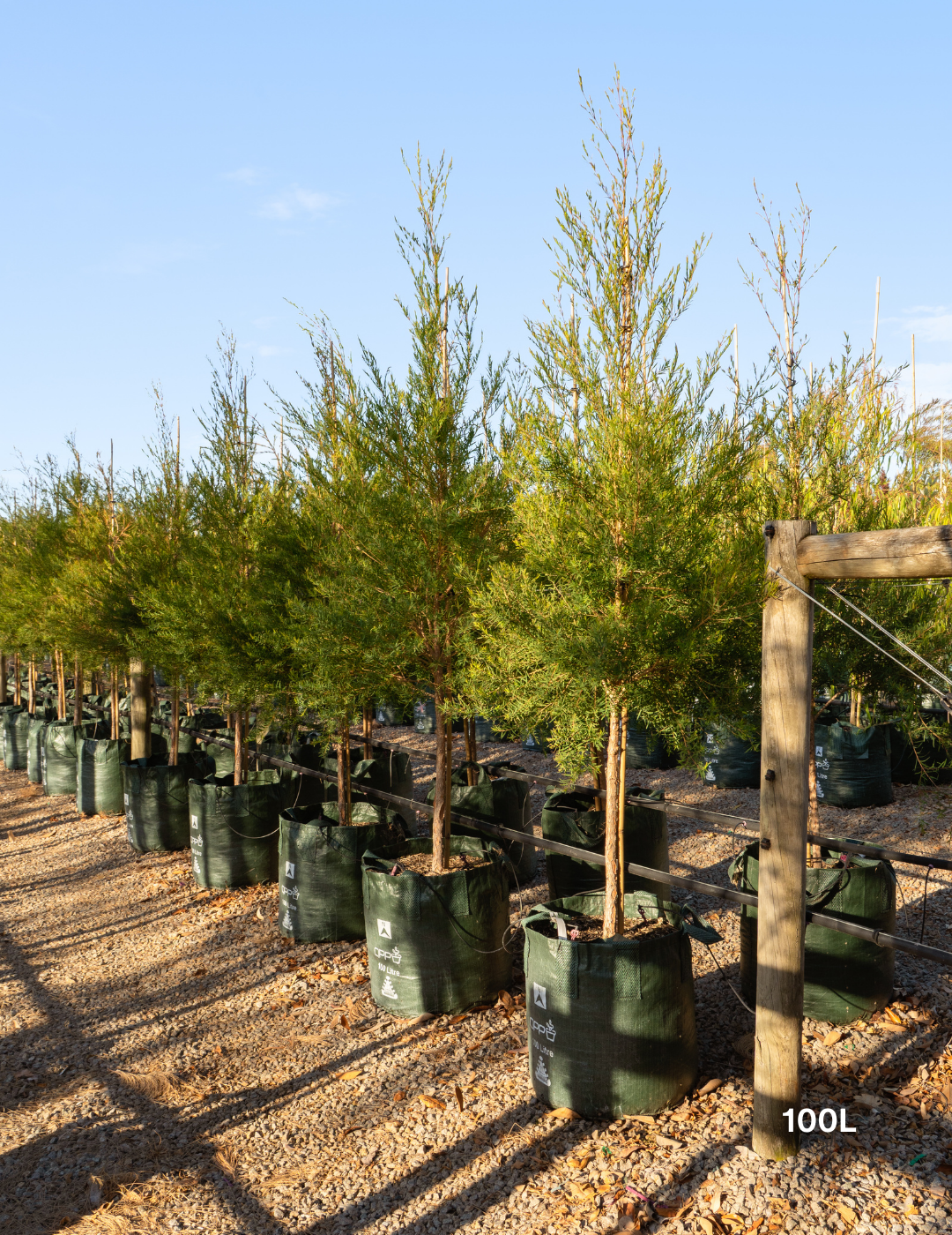 Melaleuca linariifolia (Snow in Summer) - Evergreen Trees Direct