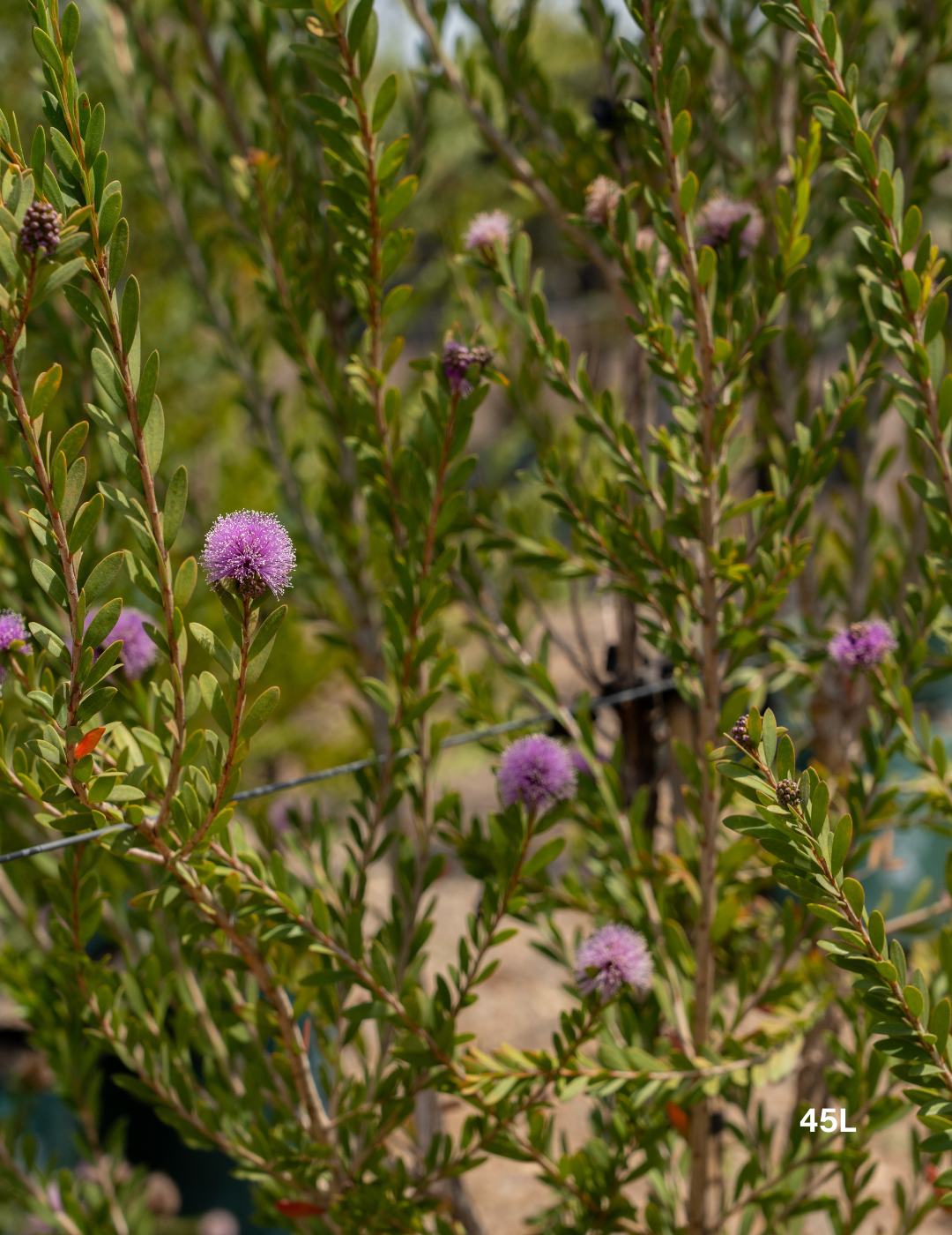 Melaleuca Nesophila - Evergreen Trees Direct