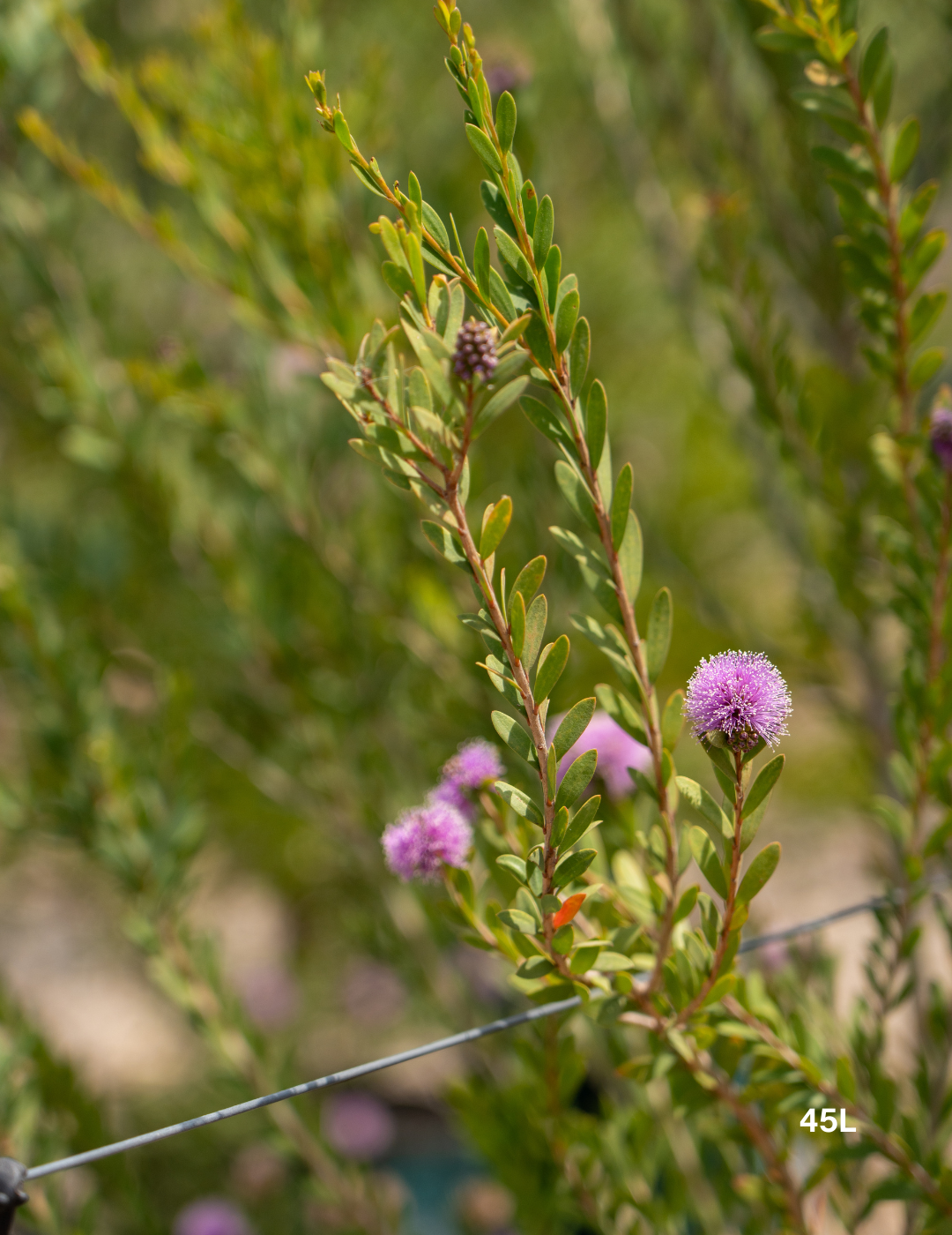 Melaleuca Nesophila - Evergreen Trees Direct