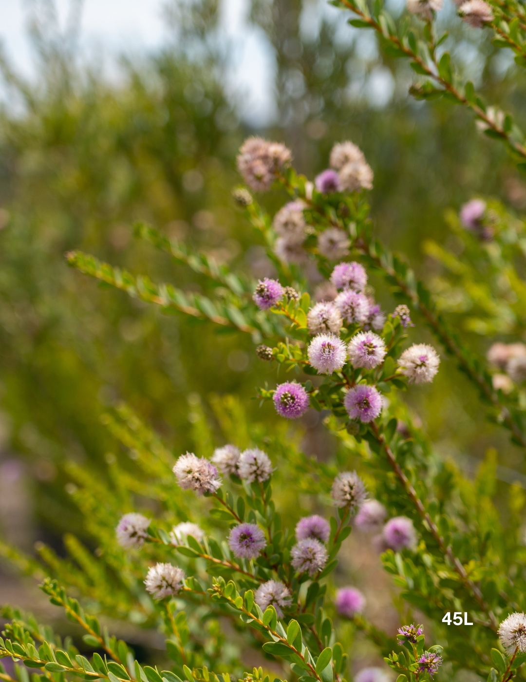 Melaleuca Nesophila - Evergreen Trees Direct