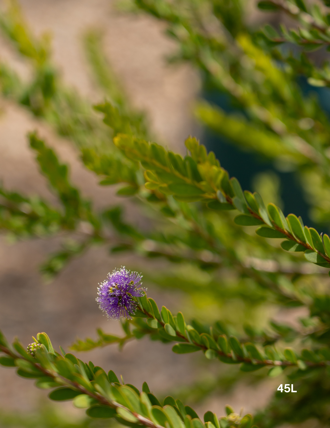 Melaleuca Nesophila - Evergreen Trees Direct