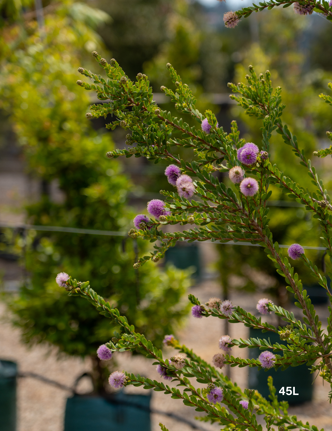 Melaleuca Nesophila - Evergreen Trees Direct