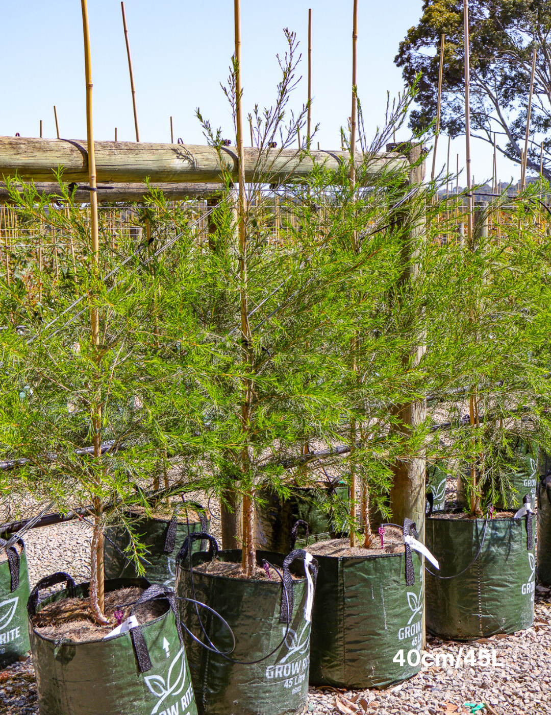 Melaleuca armillaris - Evergreen Trees Direct