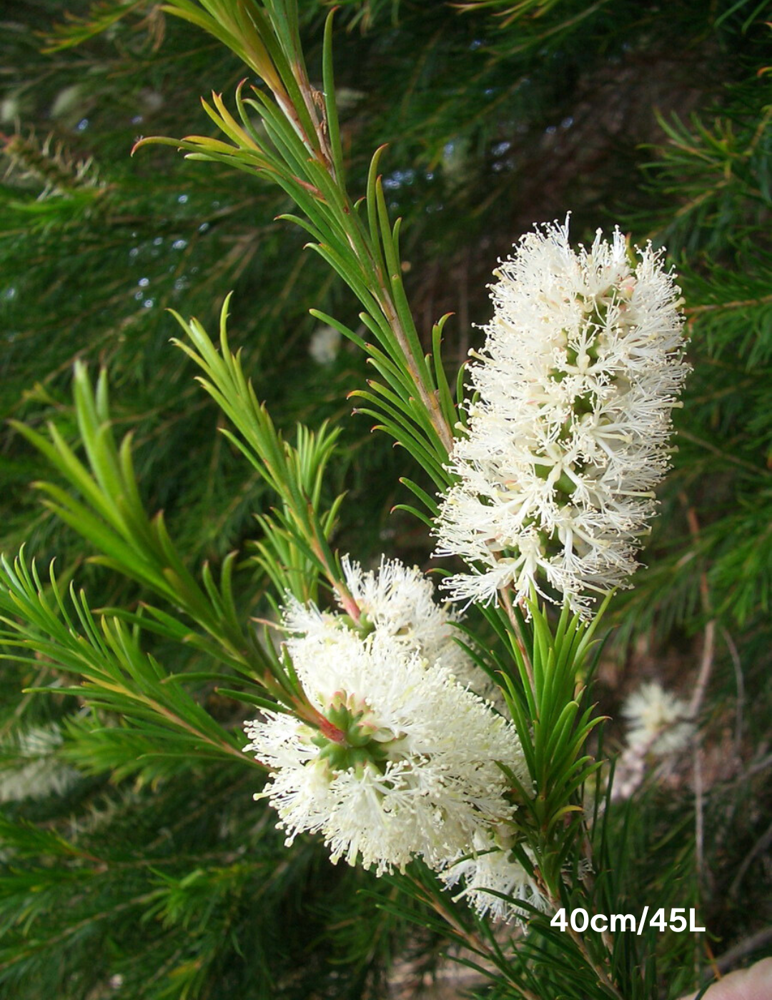 Melaleuca armillaris - Evergreen Trees Direct