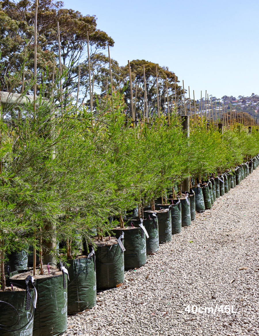 Melaleuca armillaris - Evergreen Trees Direct