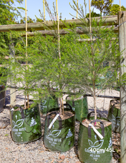 Melaleuca armillaris - Evergreen Trees Direct