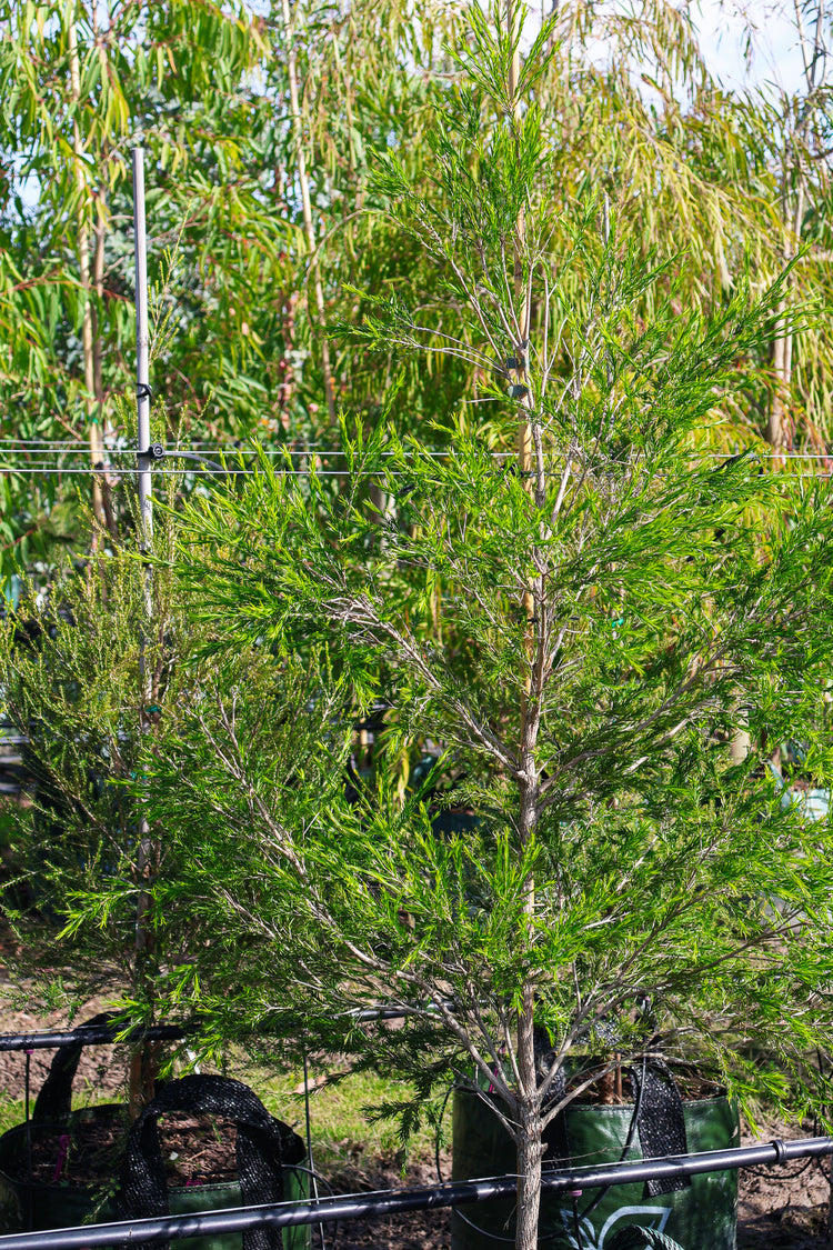 Melaleuca bracteata 'Revolution Green'