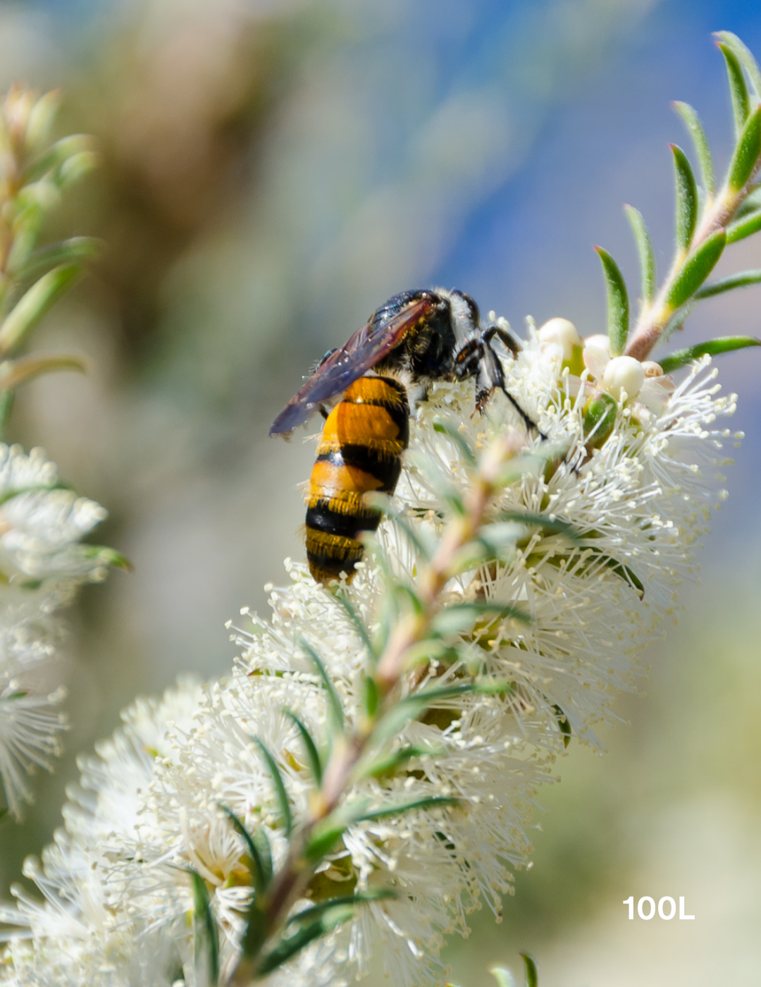 Melaleuca lanceolata (Moonah Tree) - Evergreen Trees Direct