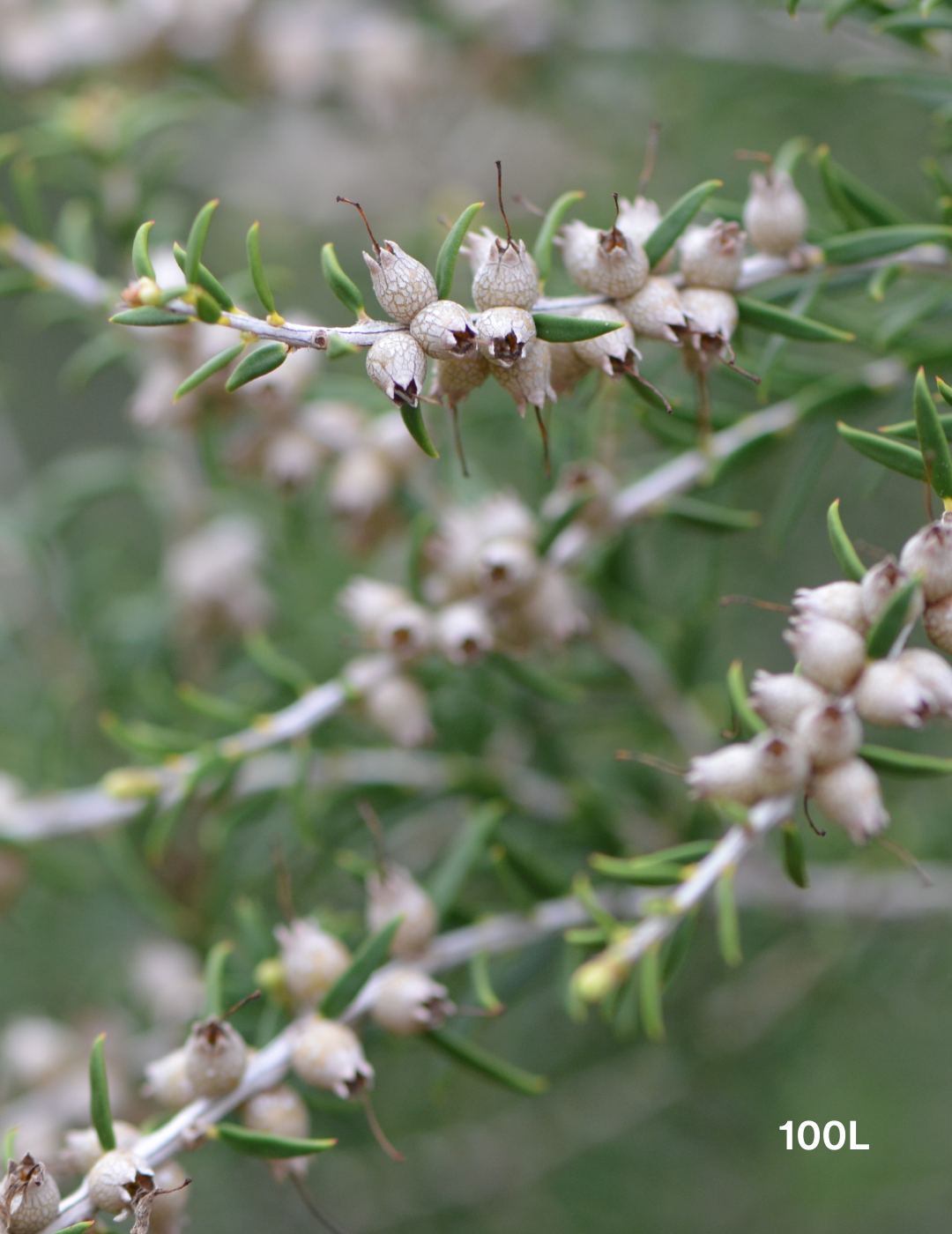 Melaleuca lanceolata (Moonah Tree) - Evergreen Trees Direct