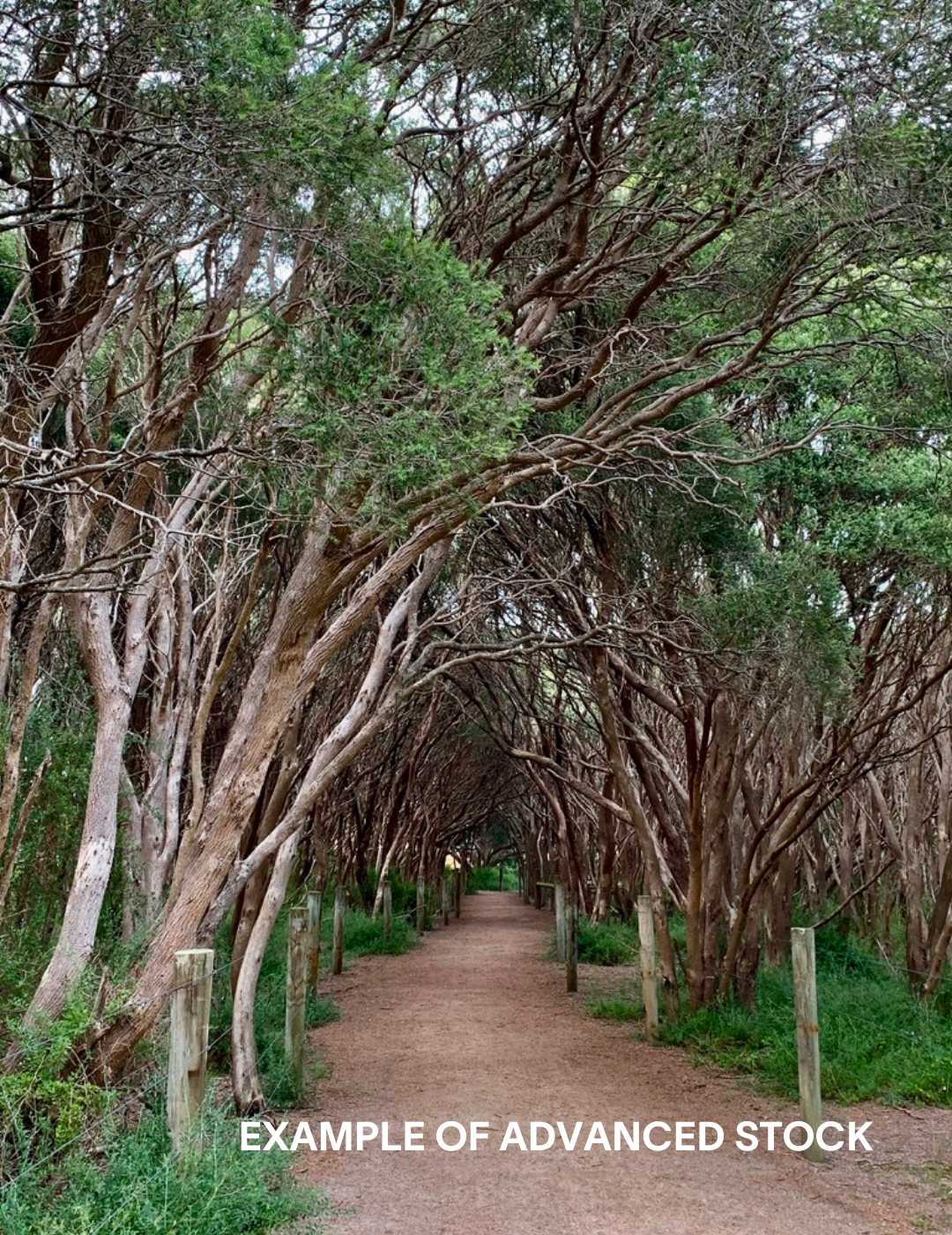 Melaleuca lanceolata (Moonah Tree) - Evergreen Trees Direct