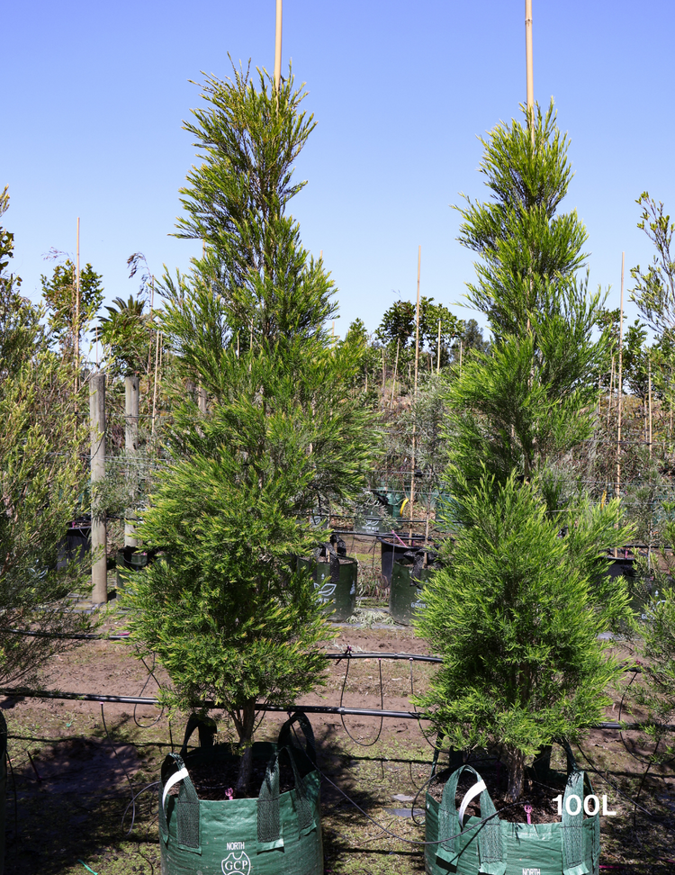 Melaleuca linariifolia