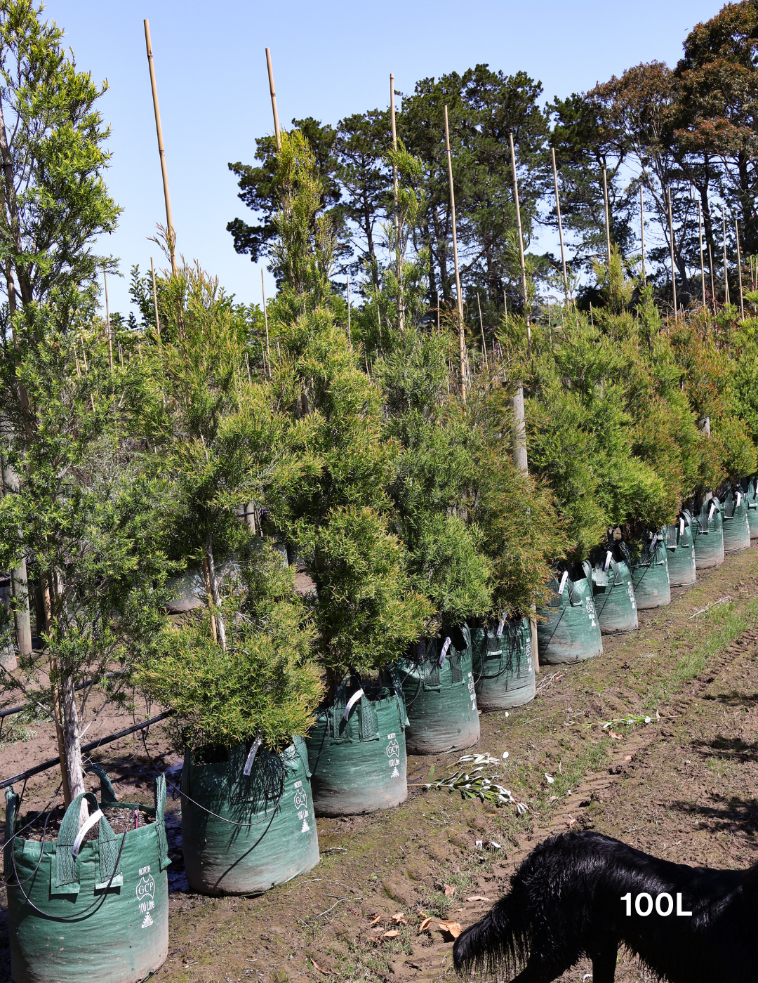 Melaleuca linariifolia - Evergreen Trees Direct