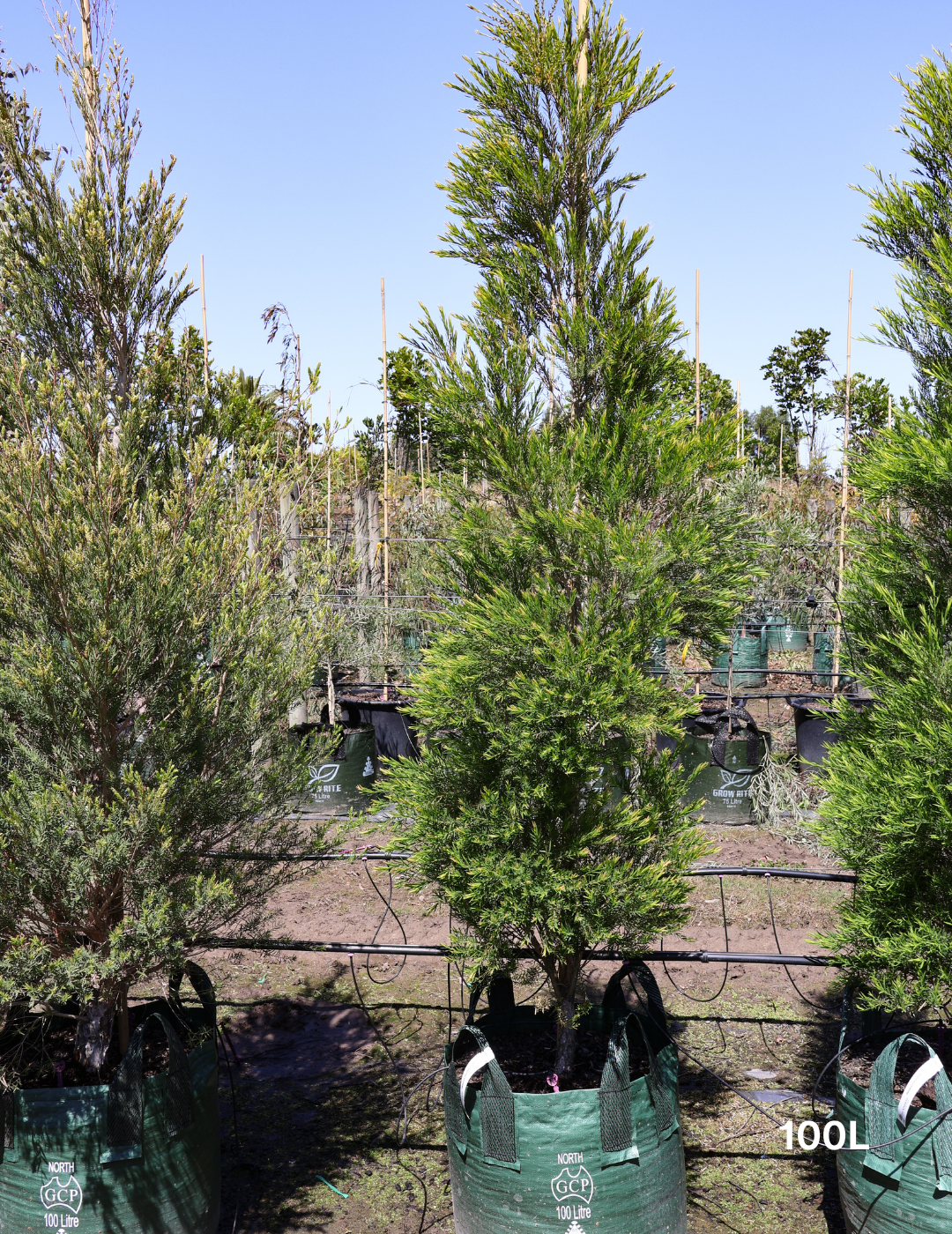 Melaleuca linariifolia - Evergreen Trees Direct