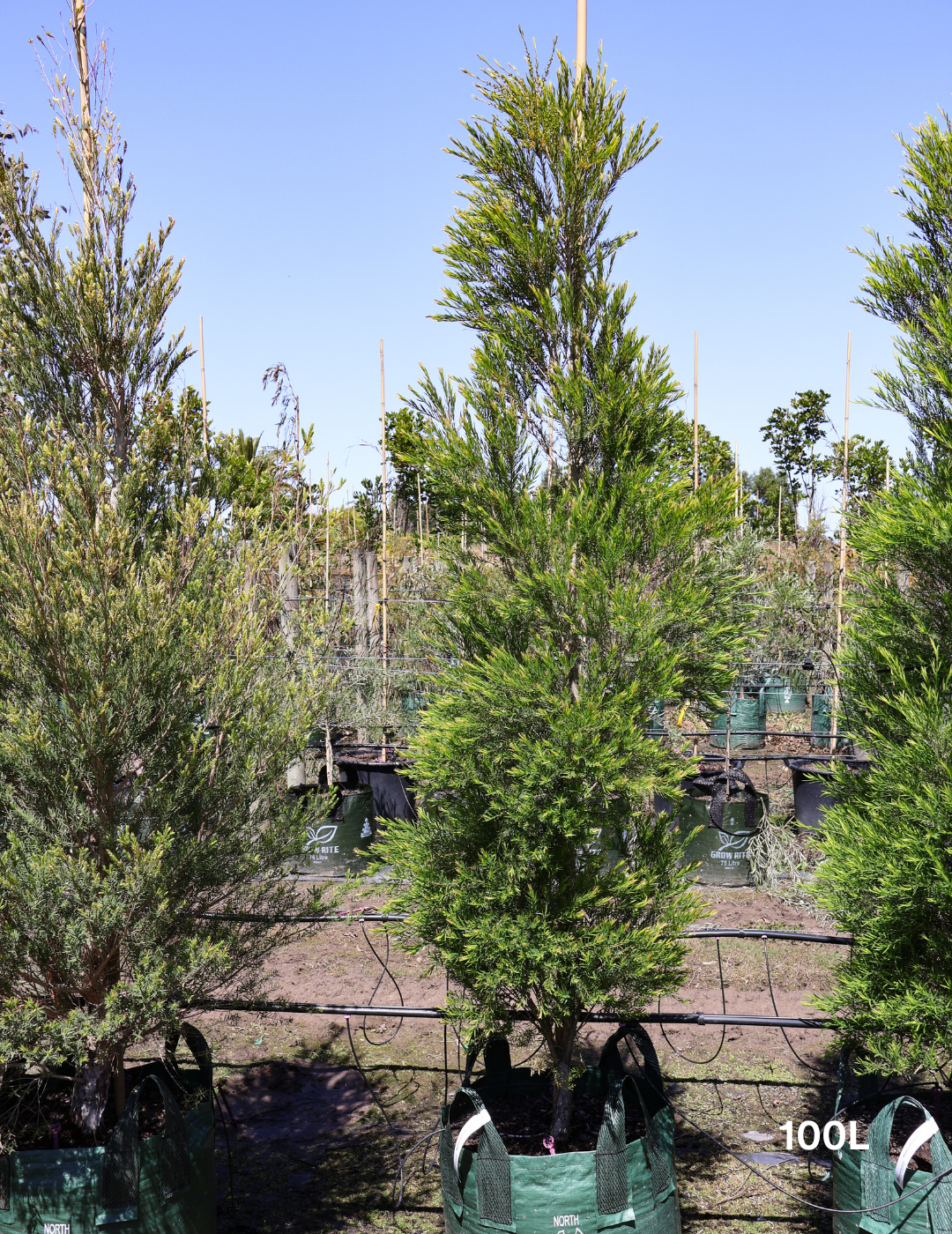 Melaleuca linariifolia - Evergreen Trees Direct